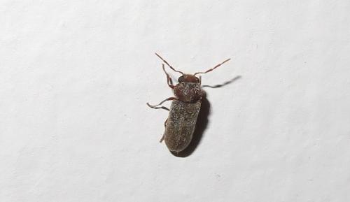 Réf. 304 880 : Anobiinae inconnu